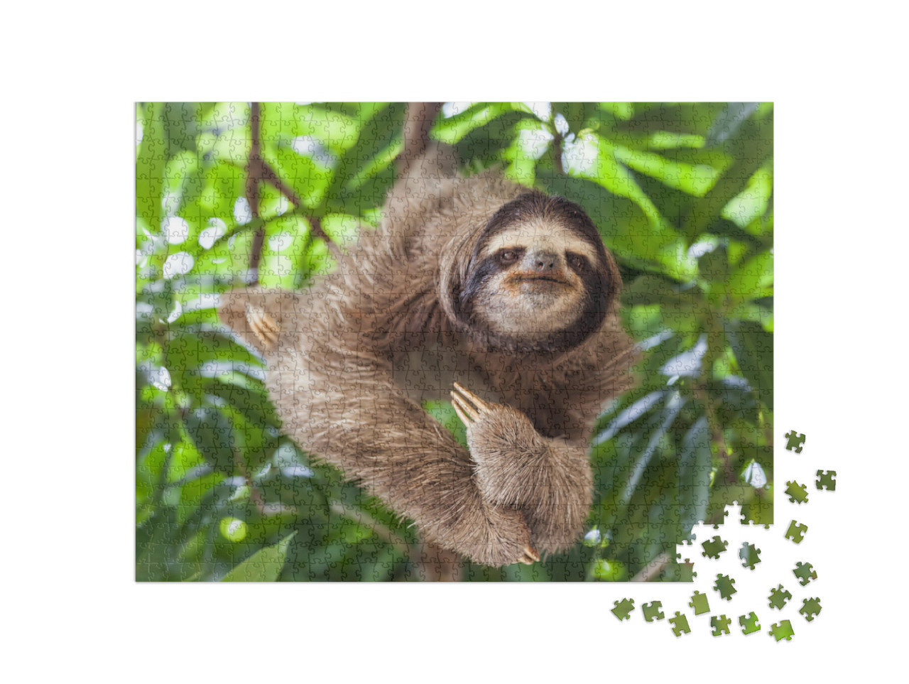 Puzzle 1000 pezzi „Bradipo, a testa in giù su un albero“