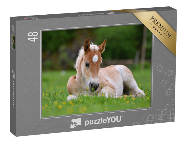 Puzzle 48 pezzi „Bellissimo puledro nell'erba“
