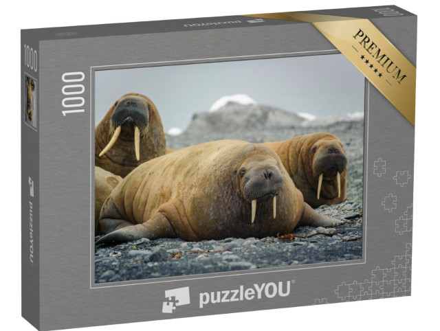 Puzzle 1000 pezzi „Trichechi distesi su una spiaggia dell'Artico“
