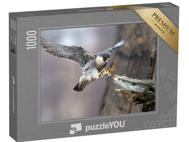Puzzle 1000 pezzi „Falco pellegrino in perfetto avvicinamento all'atterraggio“