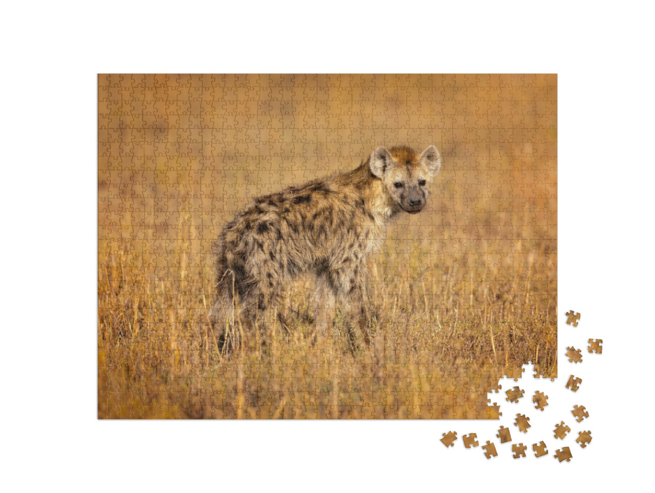 Puzzle 1000 pezzi „La iena maculata, nota anche come iena ridente, è originaria dell'Africa.“