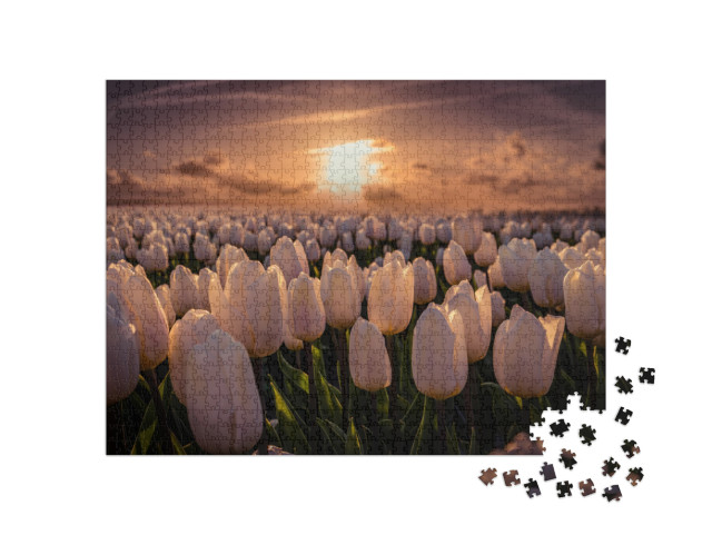 Puzzle 1000 pezzi „Tramonto sul campo di tulipani, Paesi Bassi“