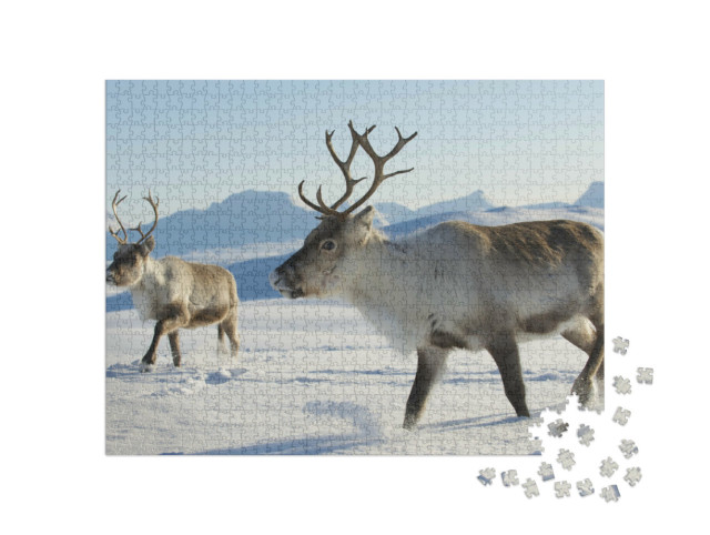 Puzzle 1000 pezzi „Renne nel nord della Norvegia“
