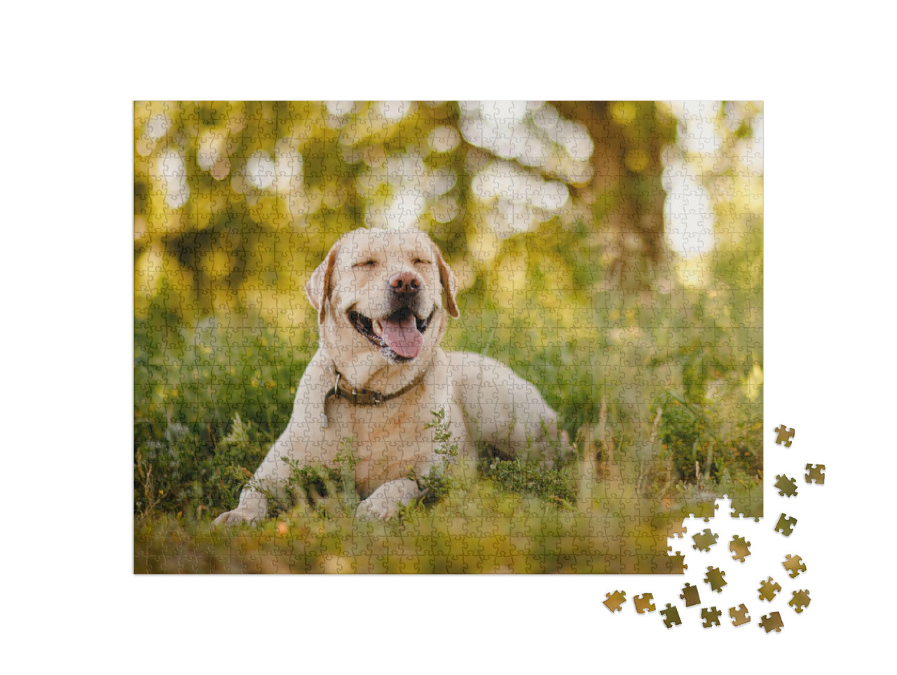 Puzzle 1000 pezzi „Labrador Retriever dorato che fa una pausa nel parco“