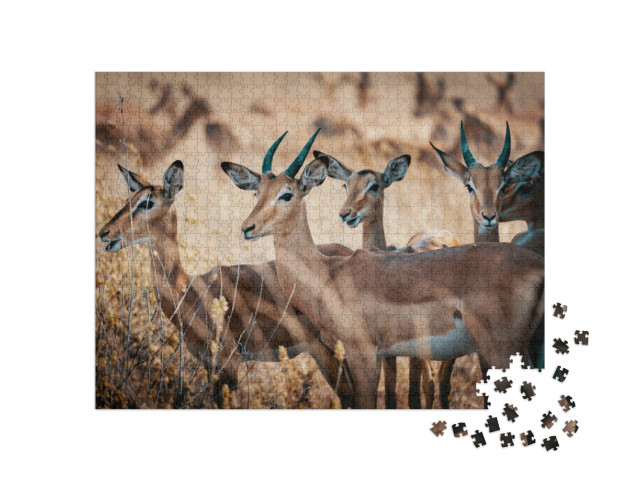 Puzzle 1000 pezzi „Un gruppo di antilopi impala nel Parco Nazionale Chobe, Botswana“