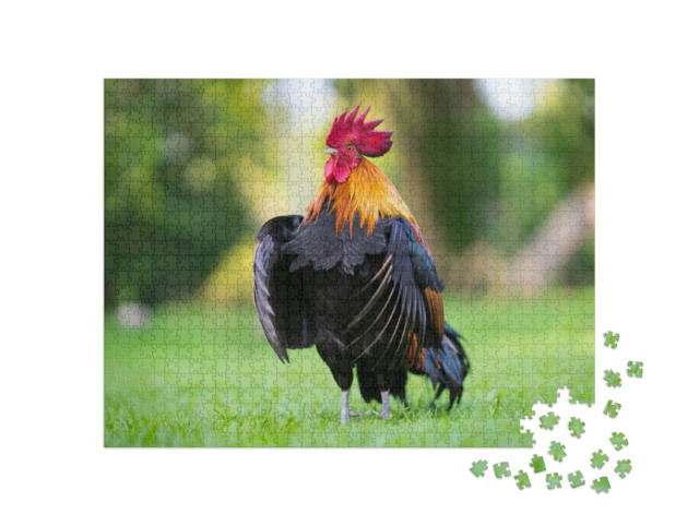 Puzzle 1000 pezzi „Impressionante gallo nel prato“