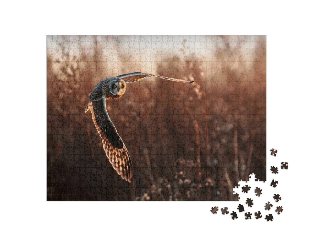 Puzzle 1000 pezzi „Civetta in volo durante la caccia“