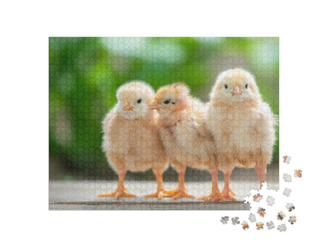 Puzzle 1000 pezzi „Tre simpatici pulcini“