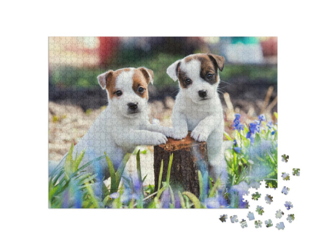 Puzzle 1000 pezzi „Due teneri cuccioli di Jack Russell“