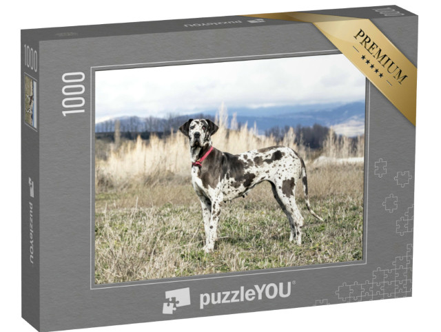 Puzzle 1000 pezzi „Femmina di mastino arlecchino, noto anche come alano“