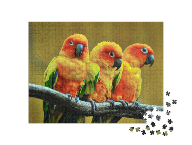 Puzzle 1000 pezzi „Parrocchetto del sole sul ramo di un albero“