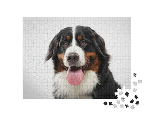 Puzzle 1000 pezzi „Ritratto di un cane da montagna bernese nero“
