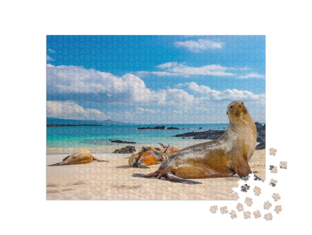 Puzzle 1000 pezzi „Le foche sulla spiaggia delle isole Galapagos, Ecuador“