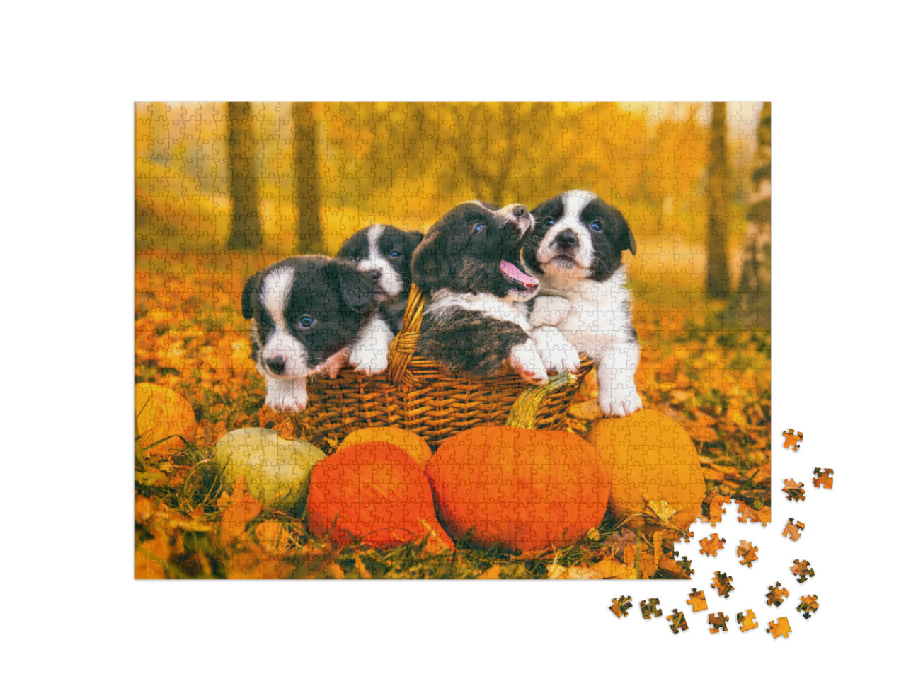 Puzzle 1000 pezzi „Cuccioli di Welsh Corgi Pembroke in autunno“