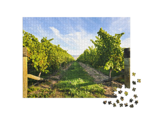 Puzzle 1000 pezzi „Fila di vigneti nella bella stagione“