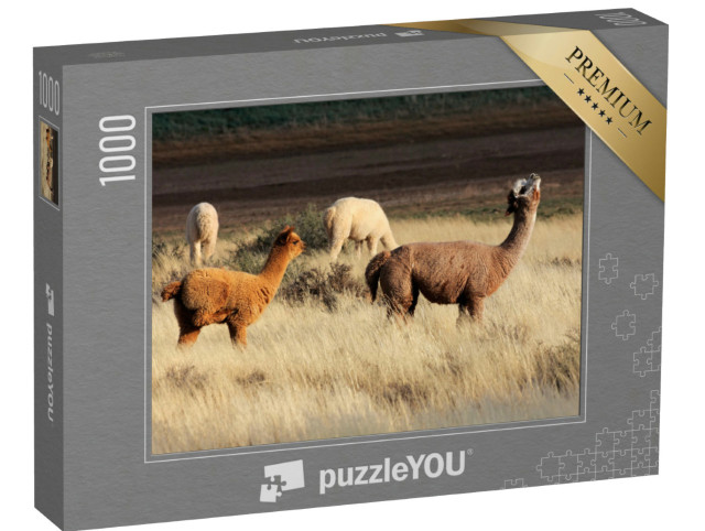 Puzzle 1000 pezzi „L'alpaca (Vicugna pacos) è una specie di cammello sudamericano addomesticato.“