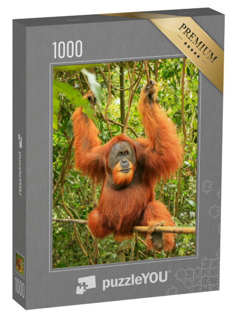 Puzzle 1000 pezzi „Maschio di orango di Sumatra, Parco Nazionale Gunung Leuser“