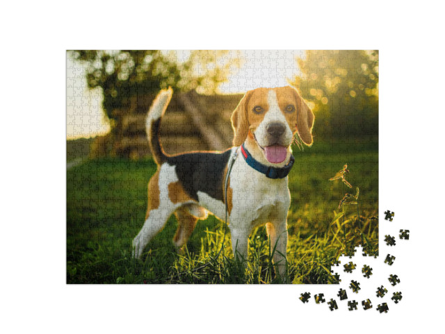 Puzzle 1000 pezzi „Un beagle al tramonto“