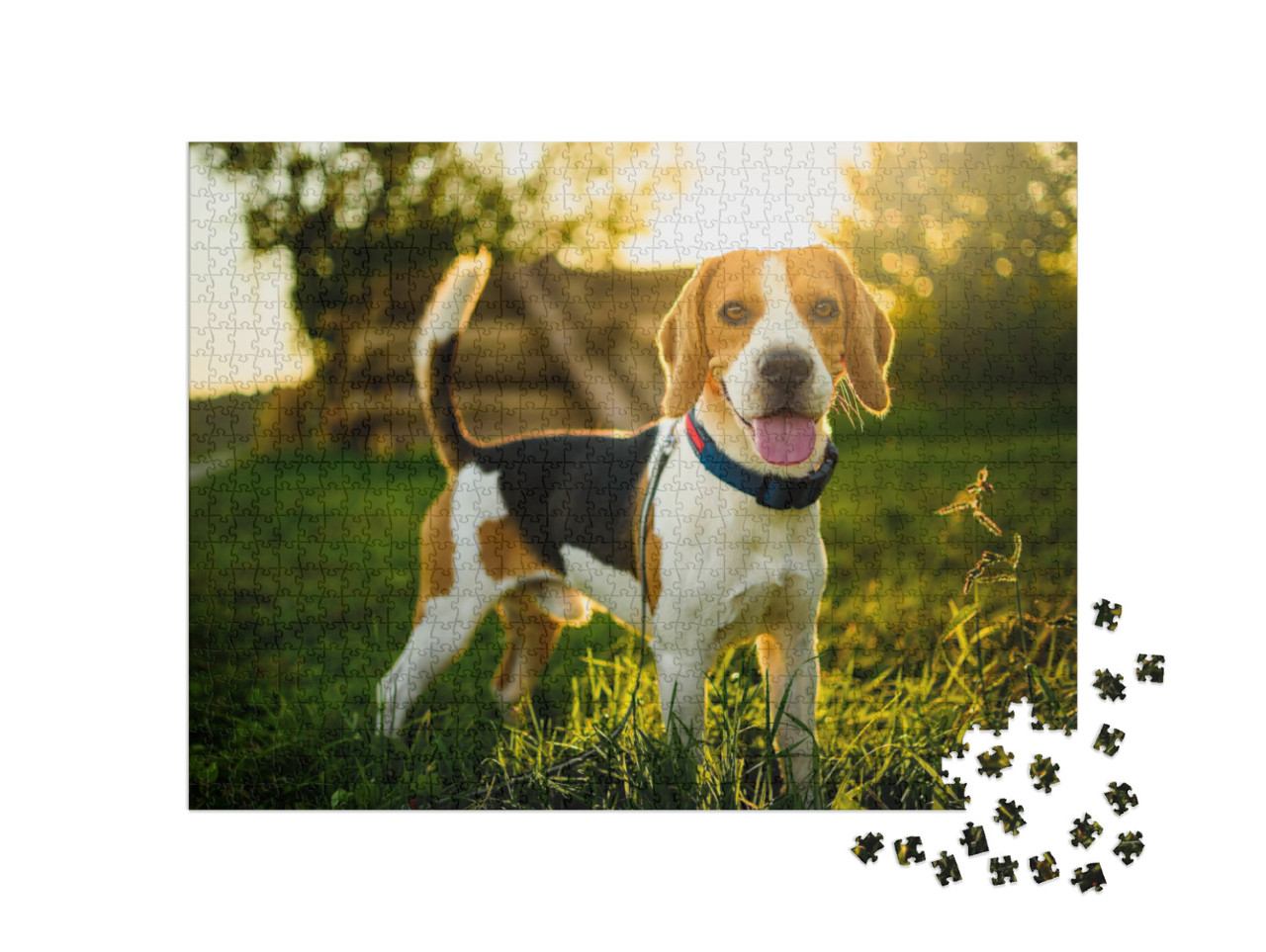 Puzzle 1000 pezzi „Un beagle al tramonto“