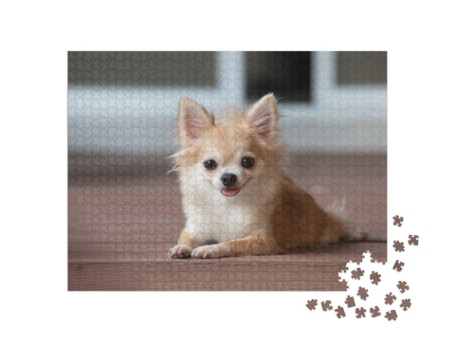 Puzzle 1000 pezzi „Un chihuahua siede sul pavimento“