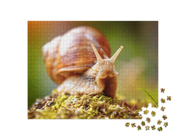 Puzzle 1000 pezzi „Primo piano di una lumaca da vigneto adulta“