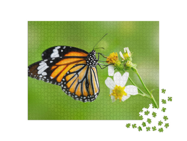Puzzle 1000 pezzi „Farfalla del genere farfalla tigre comune su un fiore“