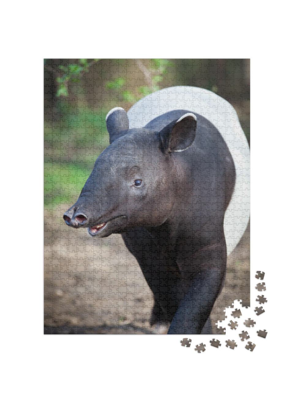 Puzzle 1000 pezzi „Primo piano di tapiro malese“