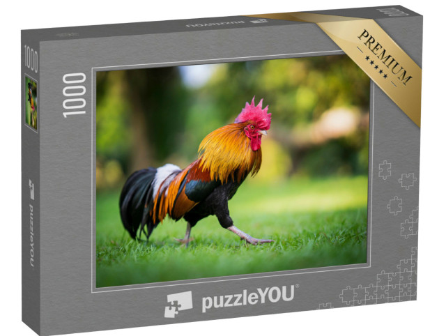 Puzzle 1000 pezzi „Il gallo si pavoneggia su un prato“