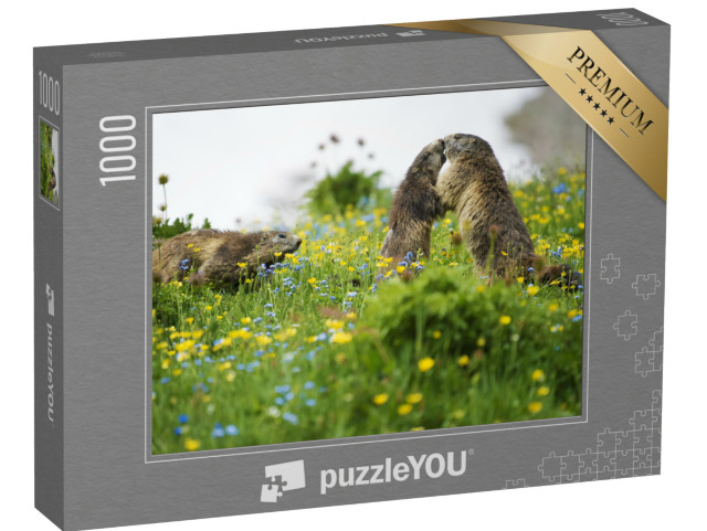 Puzzle 1000 pezzi „Scena di un rituale di riconoscimento della marmotta“