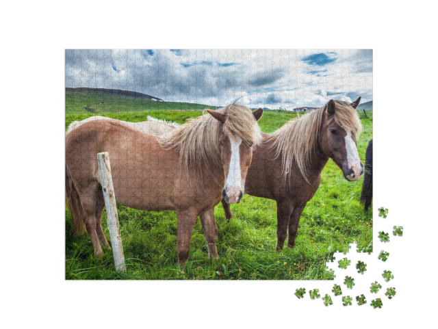 Puzzle 1000 pezzi „Cavalli islandesi nella tundra islandese“