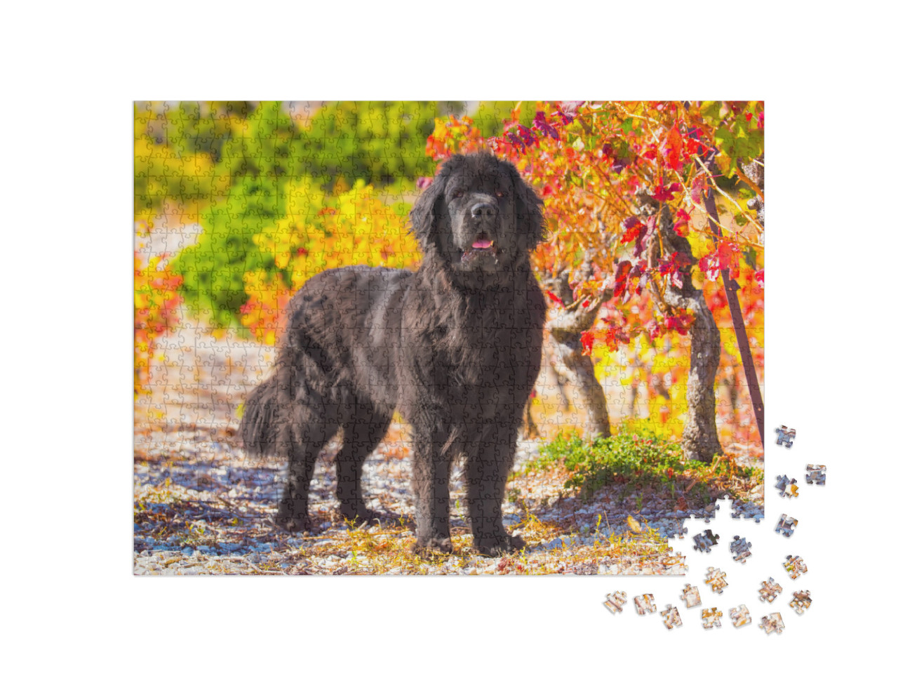 Puzzle 1000 pezzi „Terranova in un paesaggio autunnale“