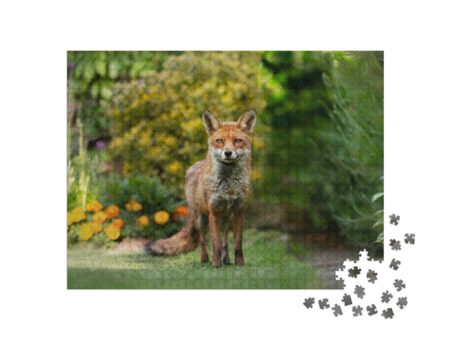 Puzzle 1000 pezzi „Primo piano di una volpe rossa“