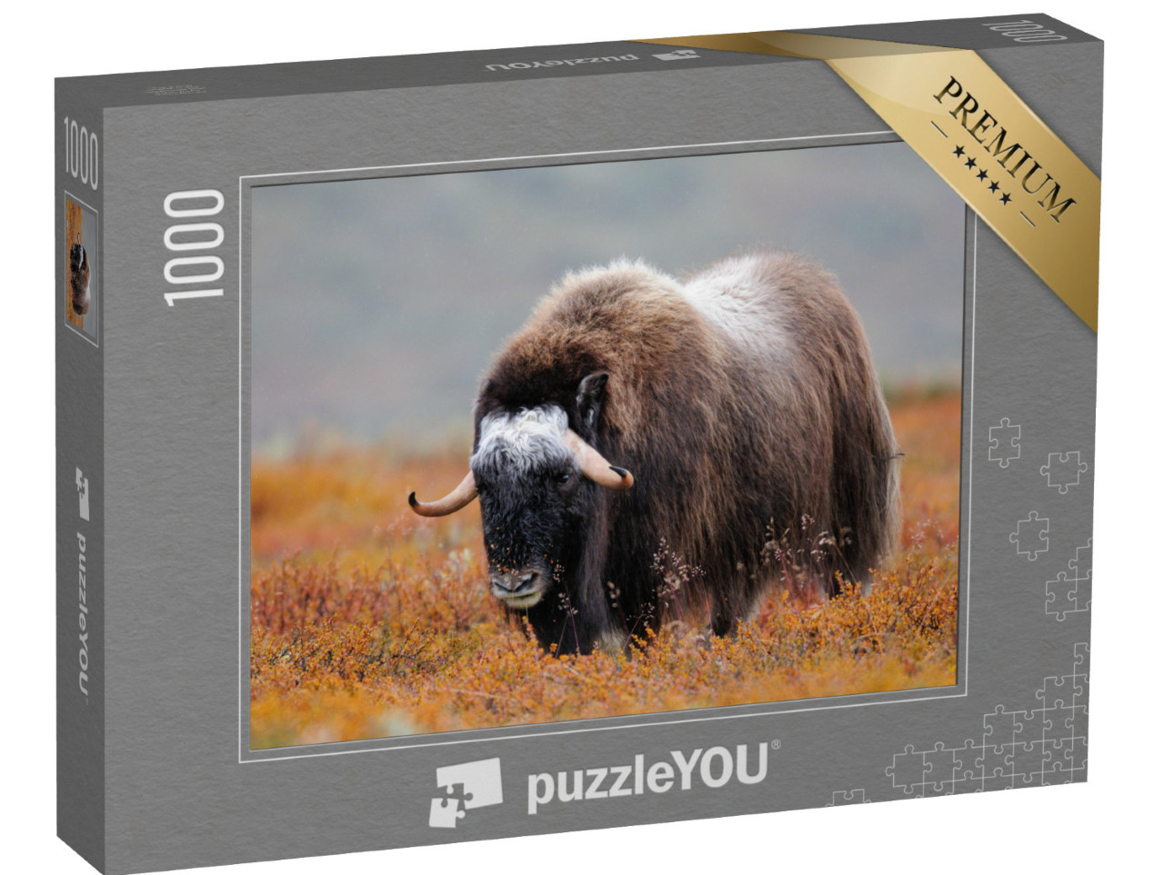 Puzzle 1000 pezzi „Bue muschiato in un paesaggio autunnale, Dovrefjell, Norvegia“