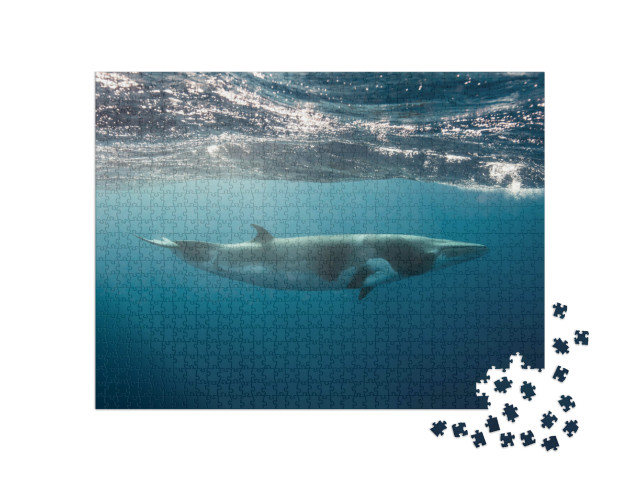 Puzzle 1000 pezzi „Piccola balena sulla Grande Barriera Corallina“