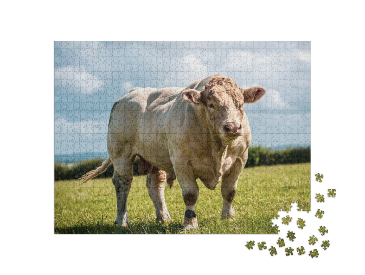 Puzzle 1000 pezzi „Il toro Charolais mostra i suoi muscoli in campo“