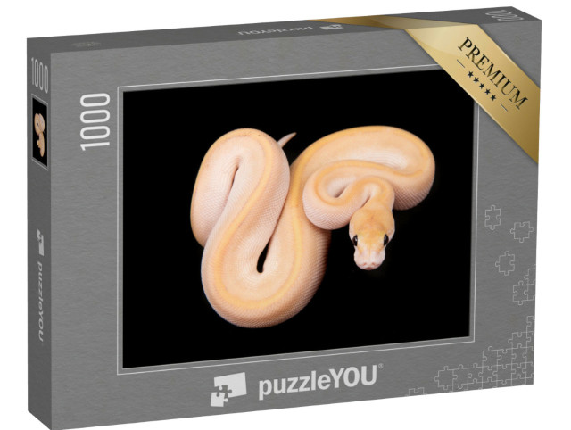 Puzzle 1000 pezzi „Pitone palla o pitone reale con pelle chiara“