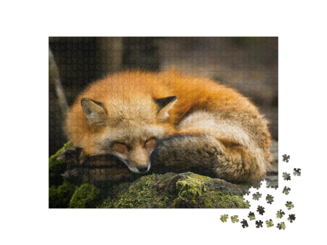 Puzzle 1000 pezzi „Volpe rossa addormentata“
