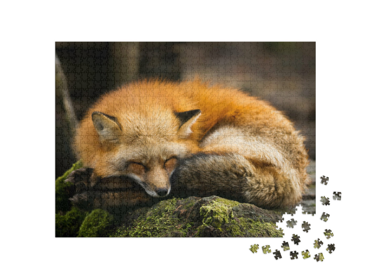 Puzzle 1000 pezzi „Volpe rossa addormentata“