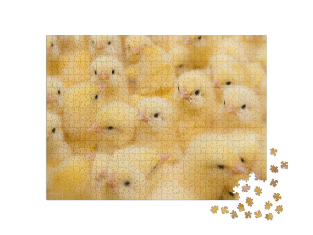 Puzzle 1000 pezzi „Pulcini appena nati“