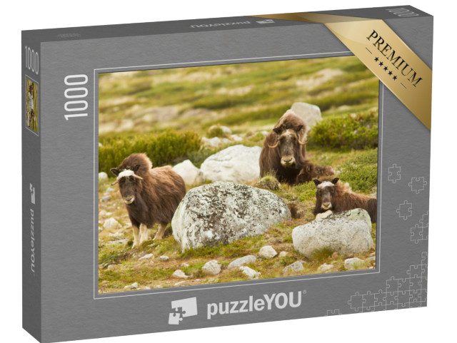 Puzzle 1000 pezzi „Buoi muschiati in Norvegia“