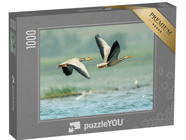 Puzzle 1000 pezzi „Oche bianche sui laghi di Bhigwan, India“