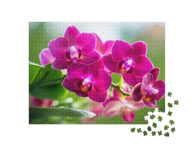 Puzzle 1000 pezzi „Il rosa radioso di un'orchidea in fiore“