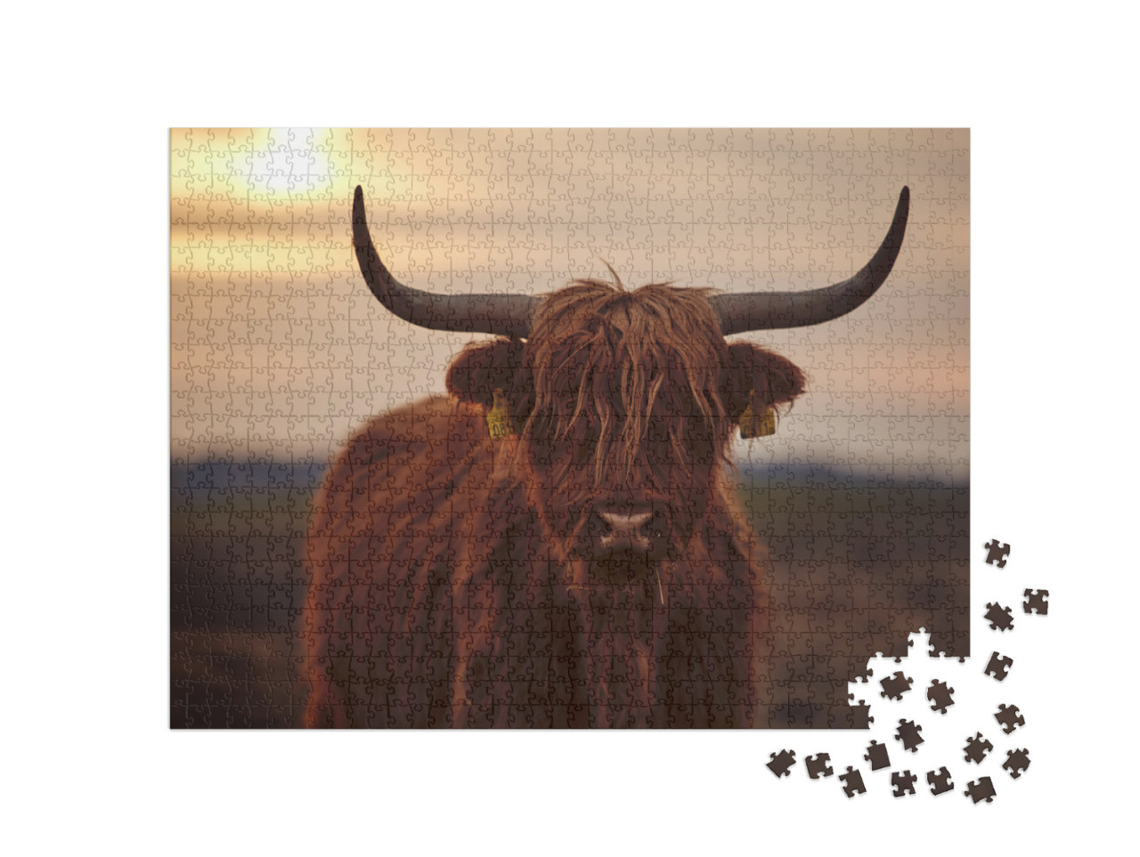 Puzzle 1000 pezzi „Giovane bovino Highland scozzese“