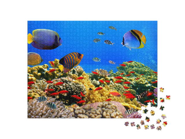 Puzzle 1000 pezzi „Colonia di corallo su una barriera corallina nel Mar Rosso“