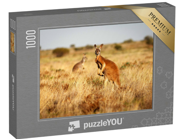Puzzle 1000 pezzi „Canguro rosso nelle praterie dell'outback australiano“