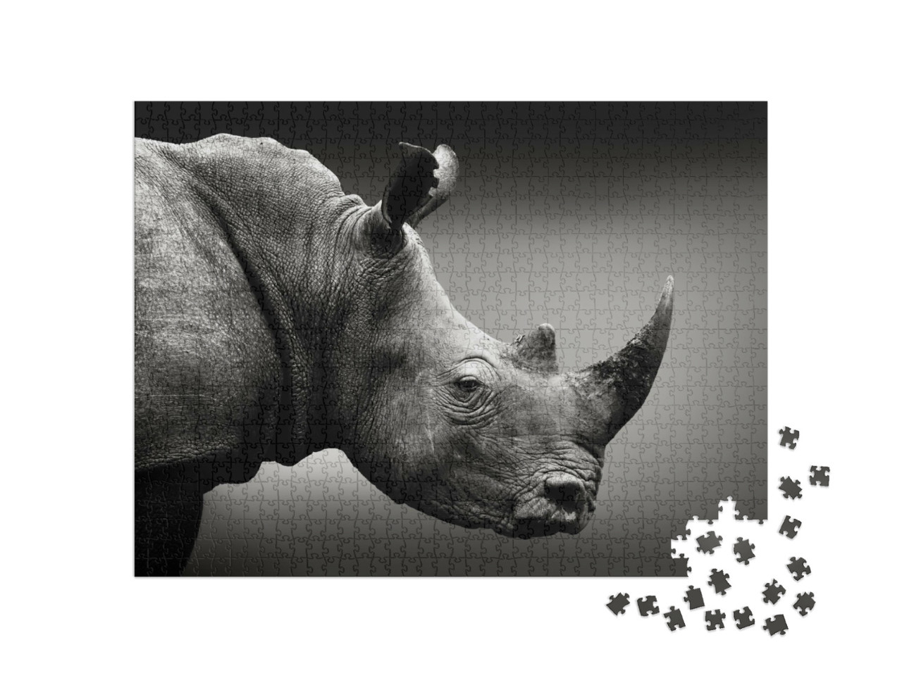Puzzle 1000 pezzi „Un rinoceronte ad alta attenzione in bianco e nero, Sudafrica“