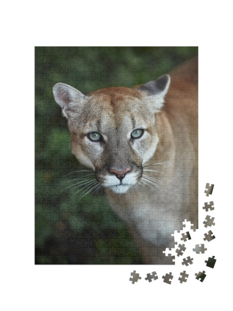 Puzzle 500 pezzi „Occhio a occhio con un puma“