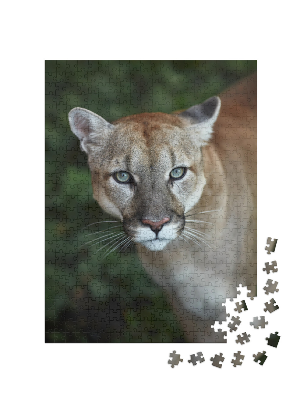 Puzzle 500 pezzi „Occhio a occhio con un puma“