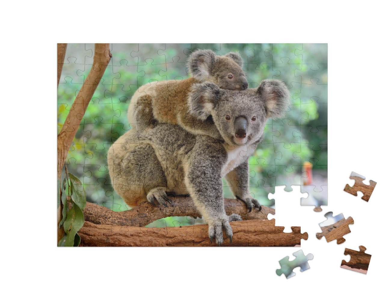 Puzzle 100 pezzi „Madre koala con il piccolo sulla schiena su un albero di eucalipto“