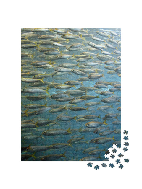 Puzzle 1000 pezzi „Banco di sardine“